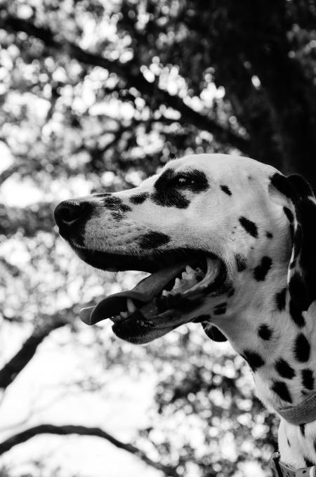 White and Black Dalmation