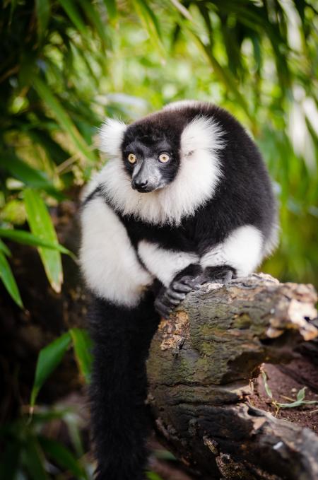 White and Black Long Coated Animal