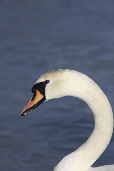 White and Black Swan Near Blue Water