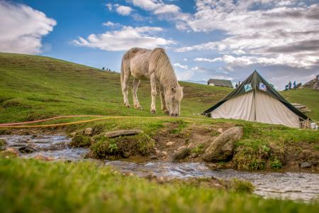 White and Black Tent on Green Grass Field
