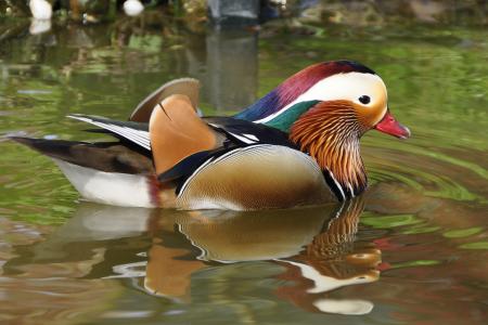 White and Blue and Red and Brown Feathered Bird