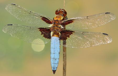 White and Brown Dragonfly on Stick