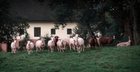 White And Brown Lambs On Green Grasses