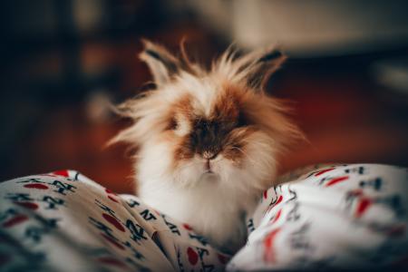 White and Brown Long-chaired Cat Focus Photography