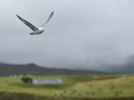 White and Gray Bird Flying