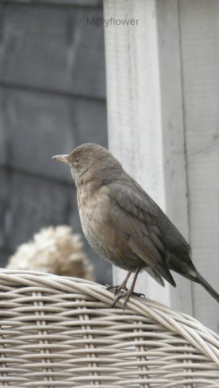 White and Gray Bird Standing on Seaside