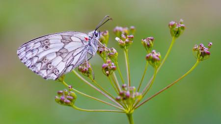 White and Gray Butterfly on Red Flower during Daytime