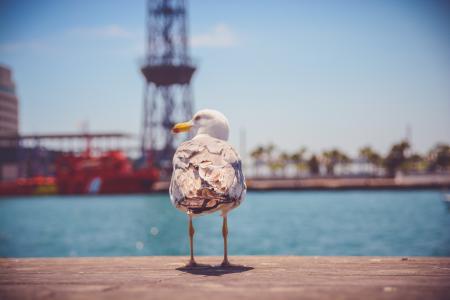 White and Gray Seagull Near Body of Water at Daytime