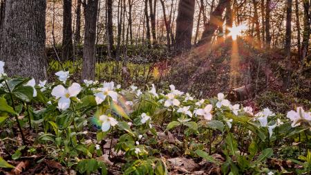White and Green Flower Plant in Leafless Tress