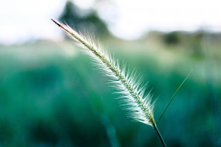 White and Green Leaf Focus Photography