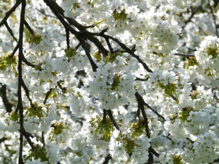White and Green Petaled Flower