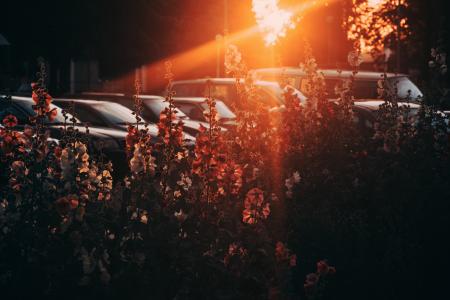 White and Orange Flowers With Sun Rays Photography