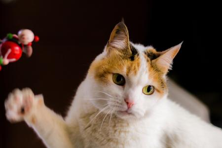 White and Orange Tabby Cat