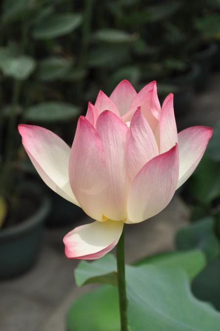 White and Pink Flower