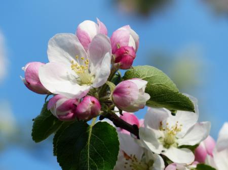 White and Pink Flower