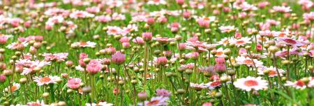 White and Pink Flower Field