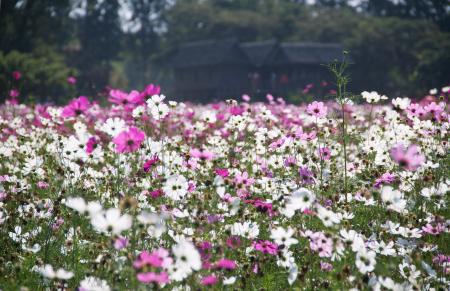 White and Purple Petal Flower Field