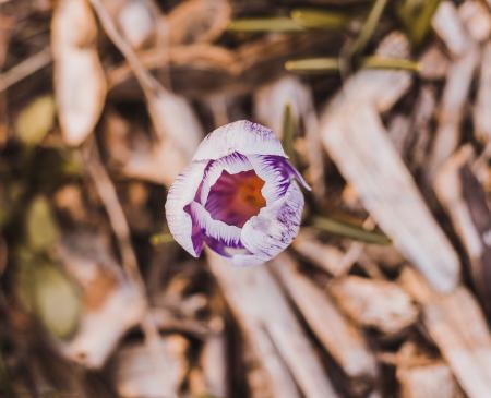 White and Purple Petaled Flower