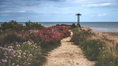 White and Red Flowers Near Sea at Daytime