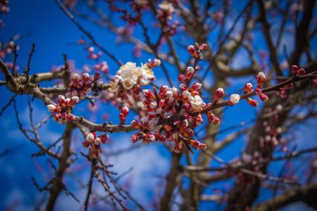 White and Red Petaled Flower