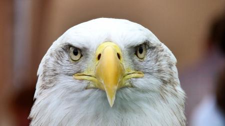 White and Yellow Bird Shallow Focus Photography