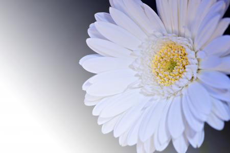 White and Yellow Flower