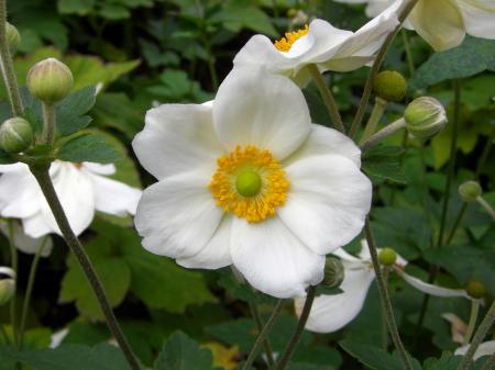 White and yellow flower