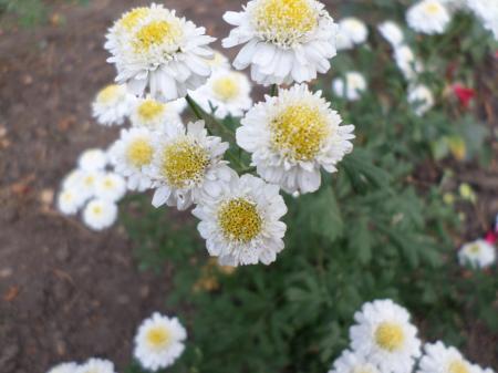 White and yellow flowers