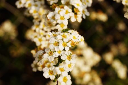 White and Yellow Petaled Flower