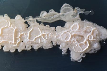 White bacteria growing on a perti dish