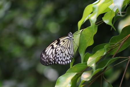 White Baumnymphe