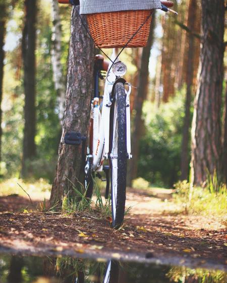 White Beach Cruiser Bicycle Parked Beside Brown Tree