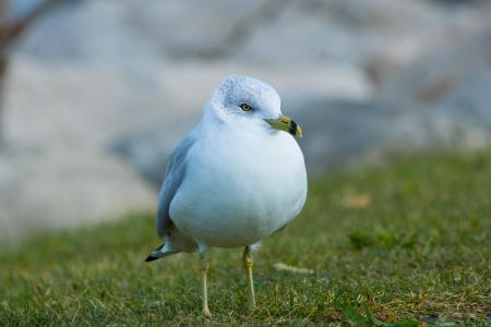 White Bird on Green Grass