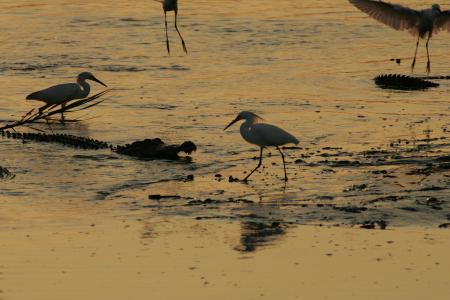 White Birds on the Rivershore