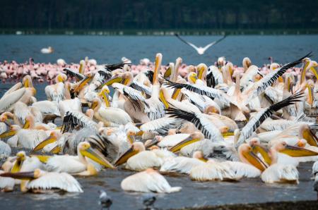 White, Black, and Yellow Birds