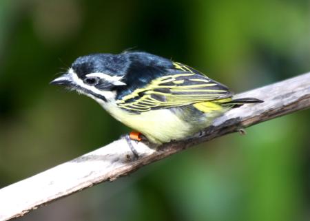 White, Black, and Yellow Birds