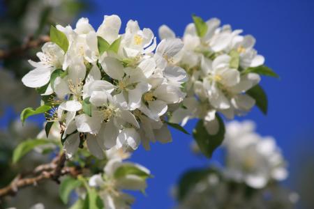 White blossoms