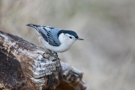 White-breasted Nuthatch