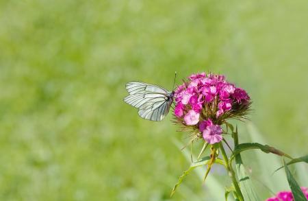 White Brown Butterfly Perched on Pink Flower