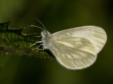 White Butterfly