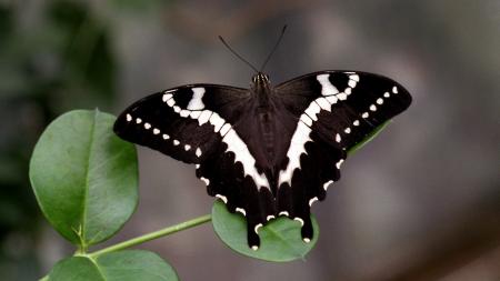 White butterfly