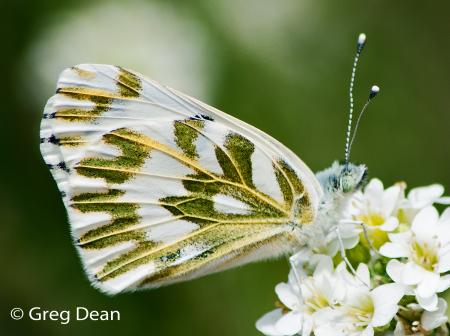 White Butterfly