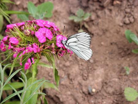 White butterfly on pink flower