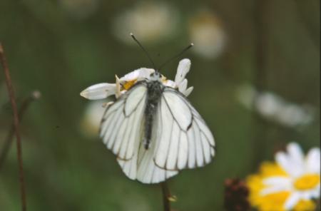 White butterfly