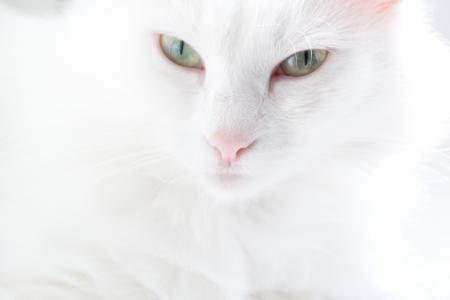 White Cat