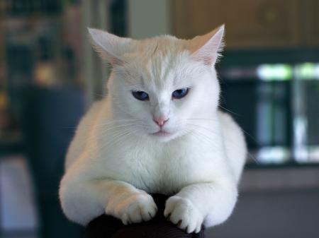 White Cat