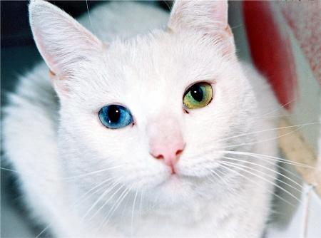 White Cat