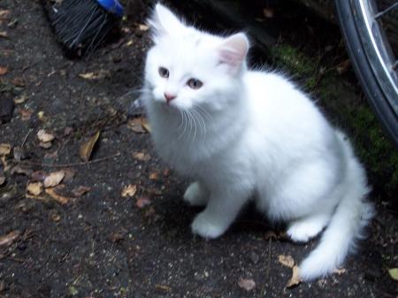 White cat
