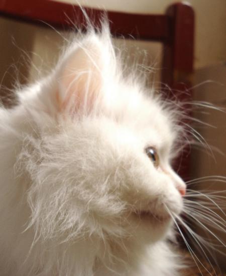 White cat