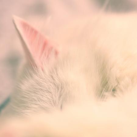 white cat sleeping